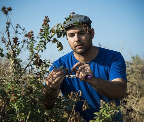 שירת השדה