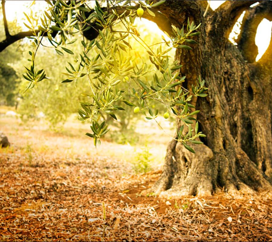 מה באמת חשוב ומה פחות כאשר קונים שמן זית