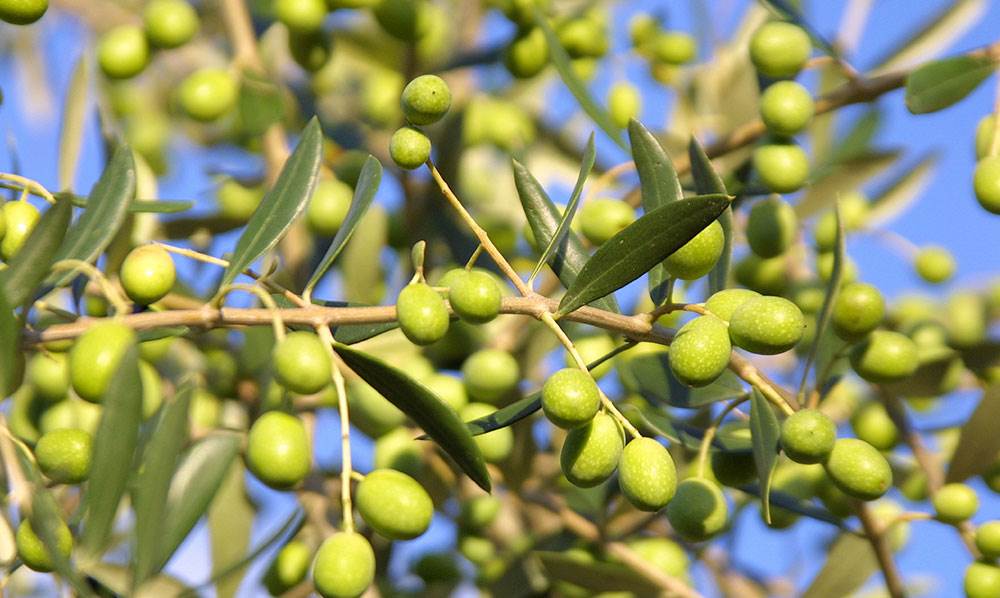 זיתים בישראל – זני הזית המסחריים בשוק המקומי