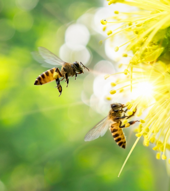 Beekeeping Course