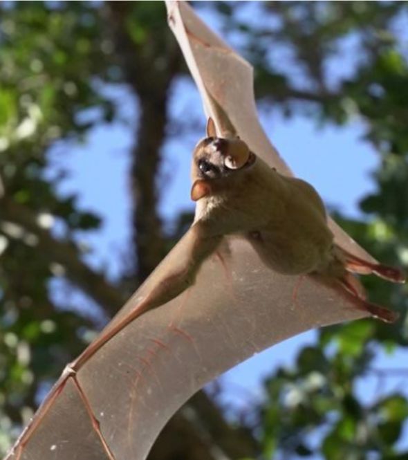 Bat Colony Tour