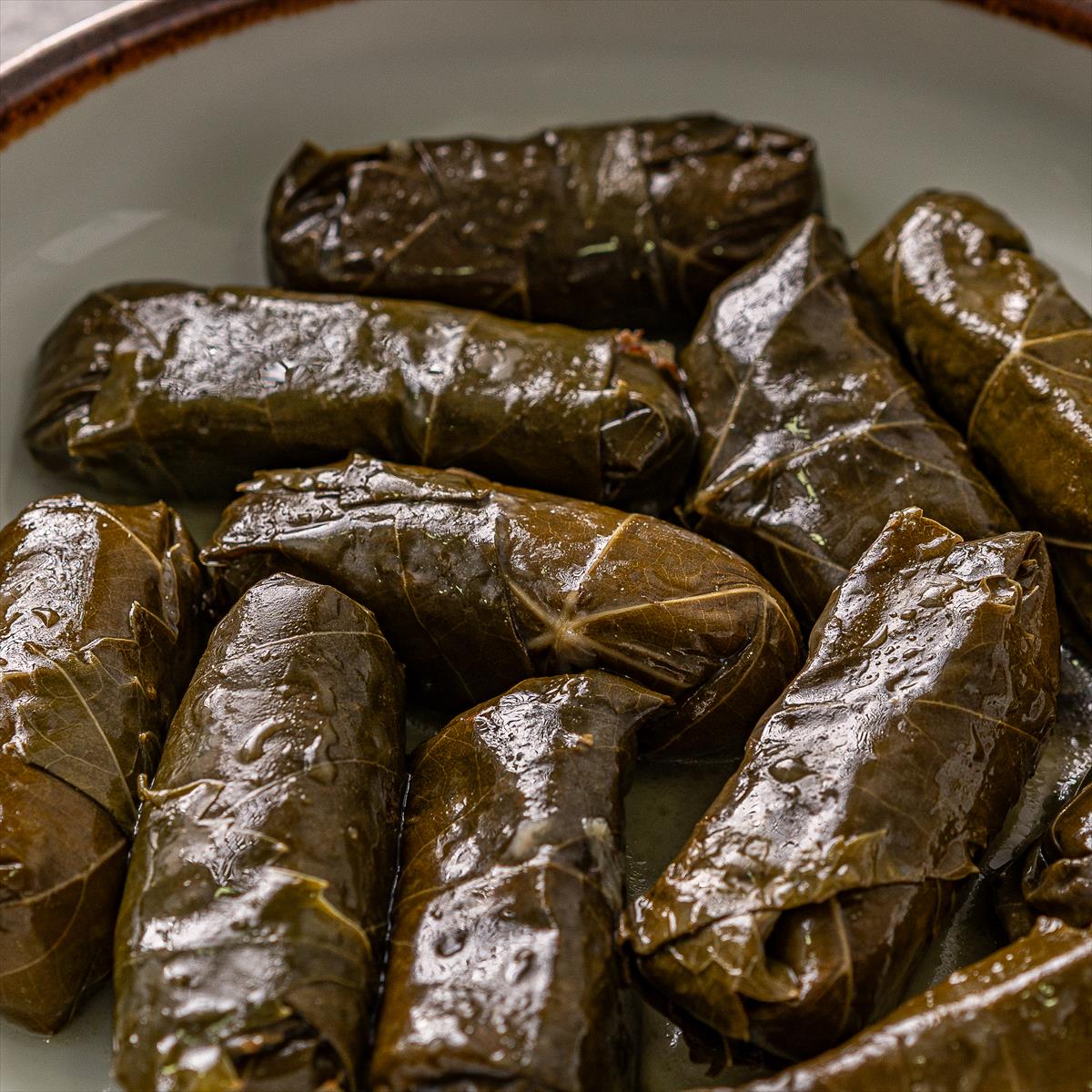 עלי גפן צעירים 