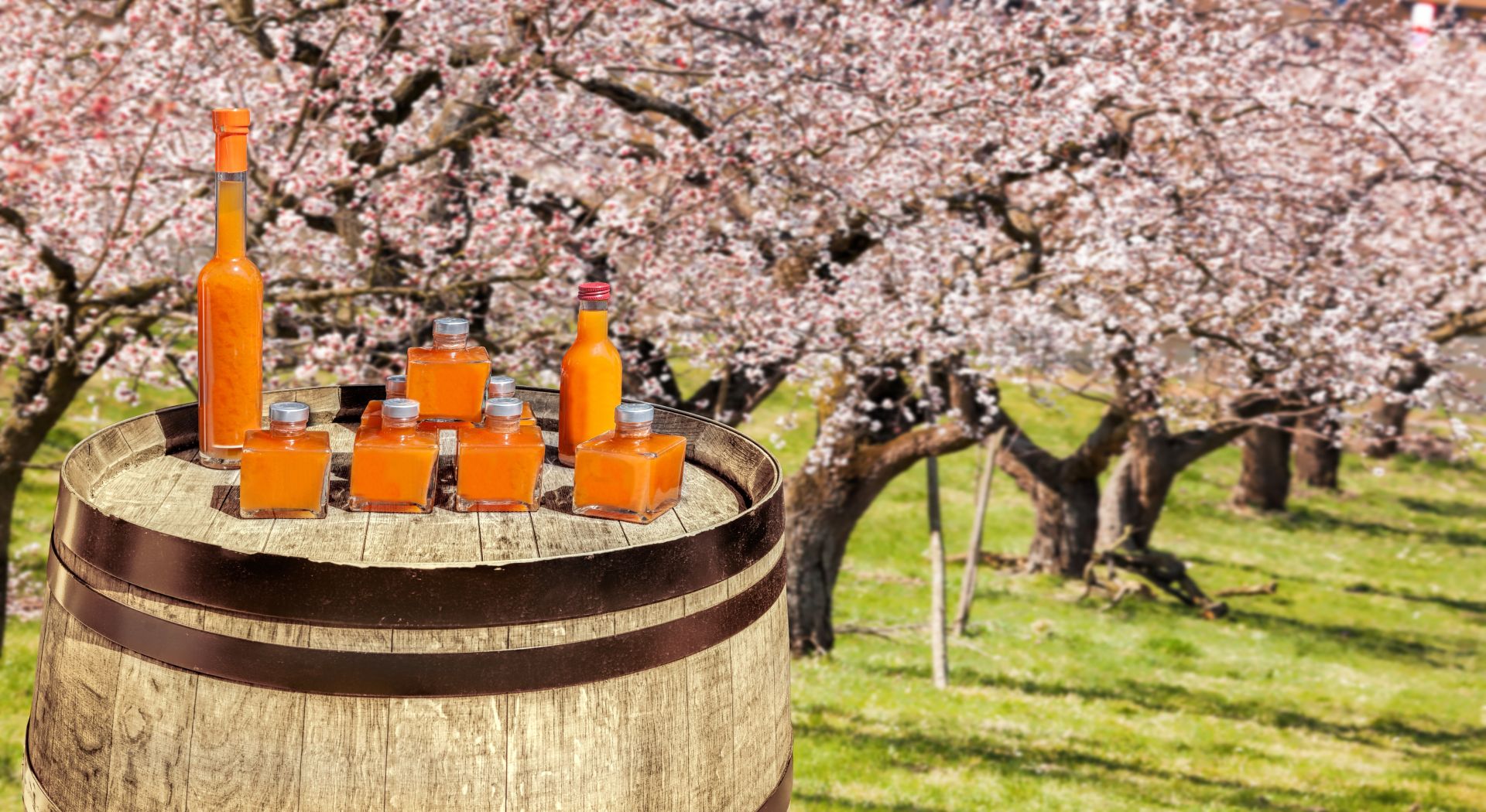 נהר של השראה - מסע אמנות על הדנובה עם ד"ר אפי זיו