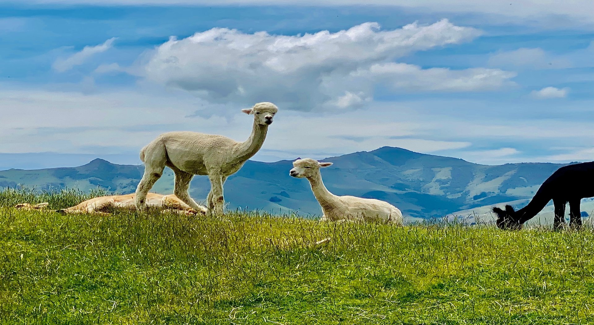 מנגינת הנהרות של מרכז אירופה + גרסת גורדון קומפורט