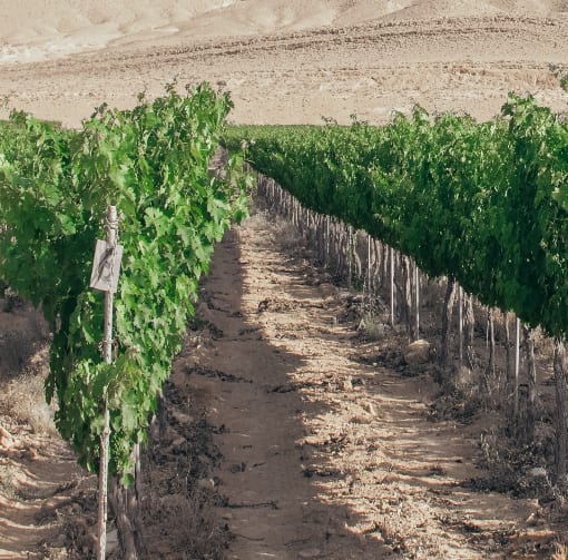 The Future of Wine | The New York Times